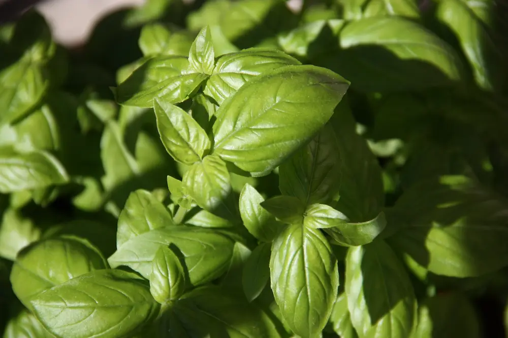 basil for luck and money