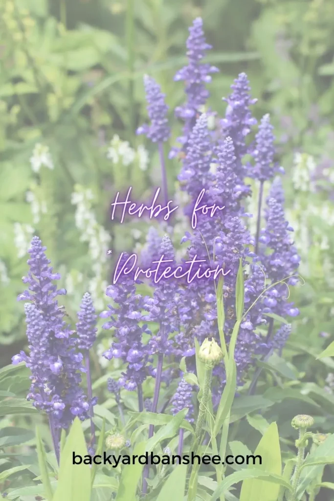Herbs for Protection - Pin for later