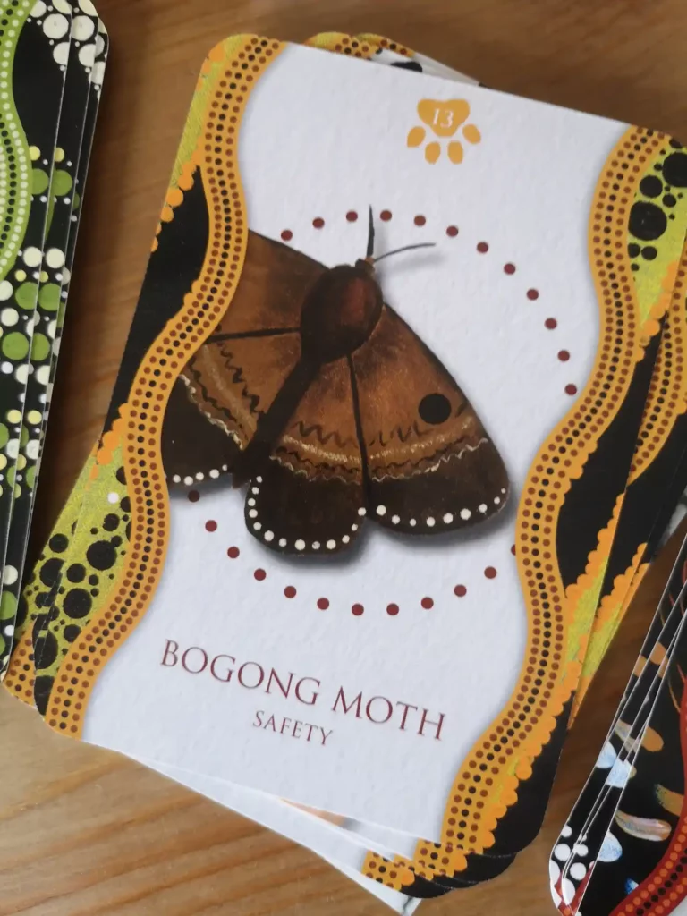 bogong moth card