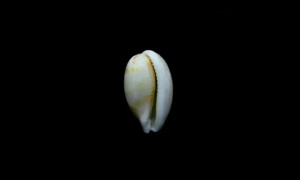 golden cowrie shell and other meanings