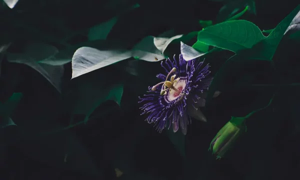 passionflower for inspiration creativity